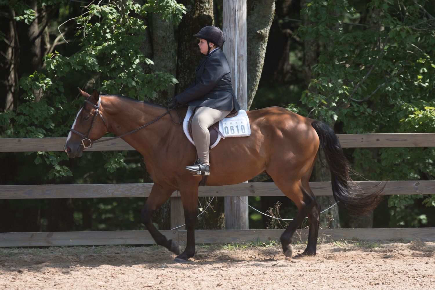 Aiken, South Carolina, Equestrian, Photographer, Georgia, Augusta, Equine