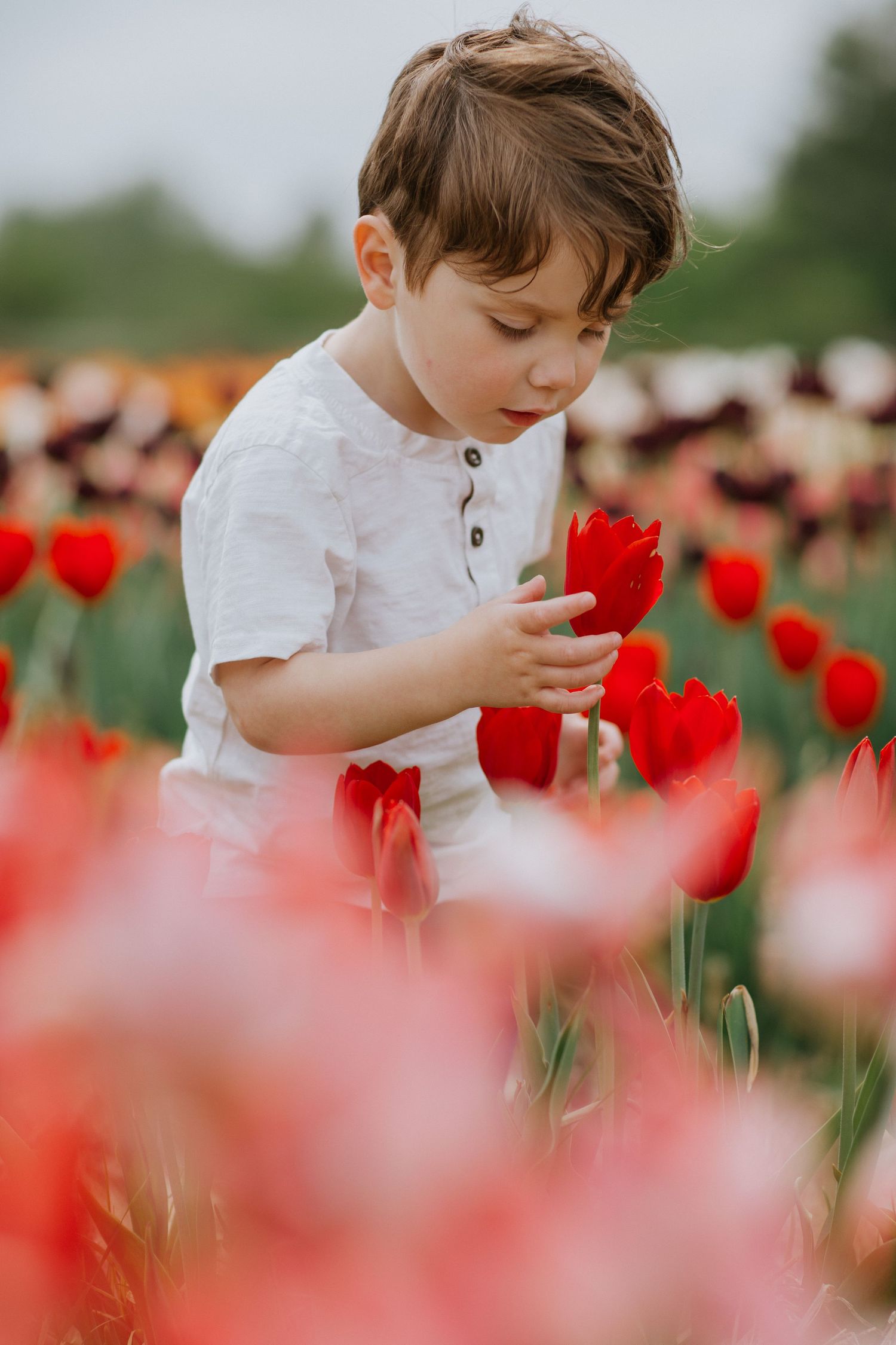 Child smelling flowers in a vibrant tulip field near Ottawa, ON.