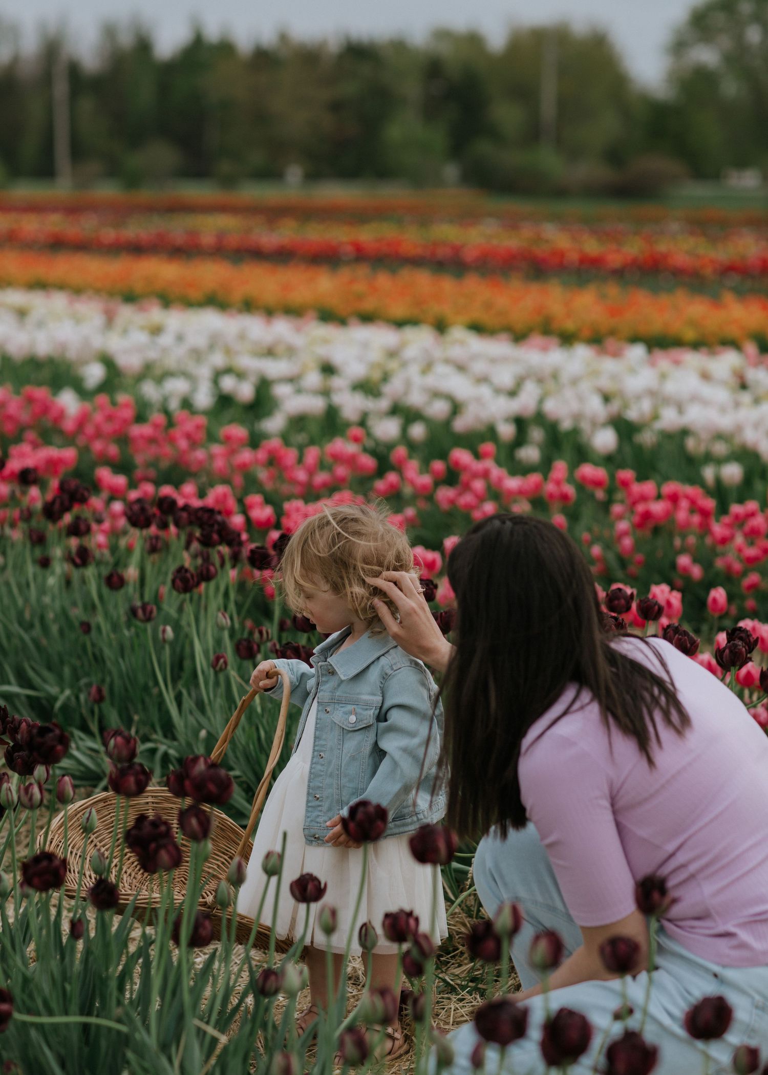 Mother helping her daughter pick tulips in a vibrant tulip field near Ottawa, ON.
