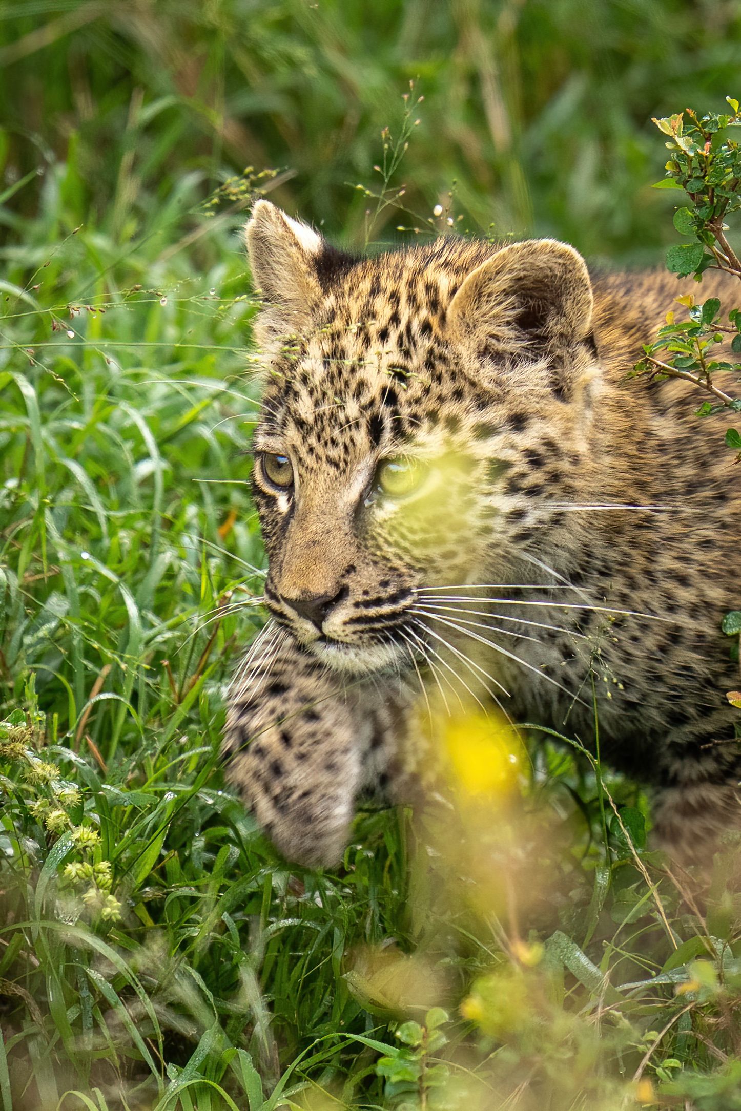 Leopard cub hiding in tall grass with yellow flowers in natural habitat.