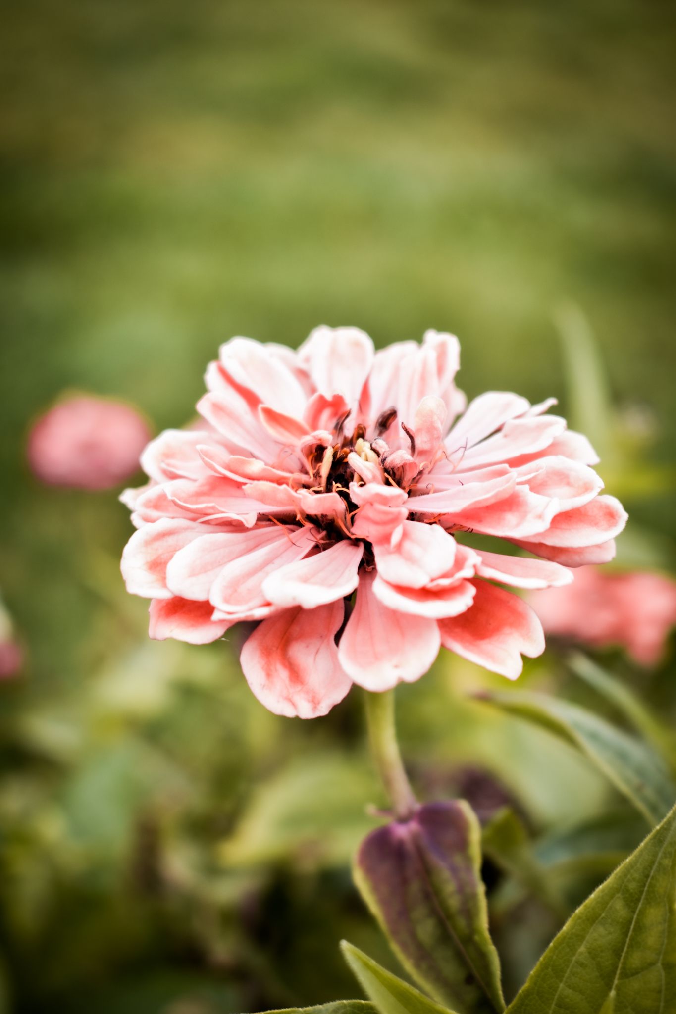 Close-up of a delicate pink zinnia flower with layered petals against a soft blurred background.