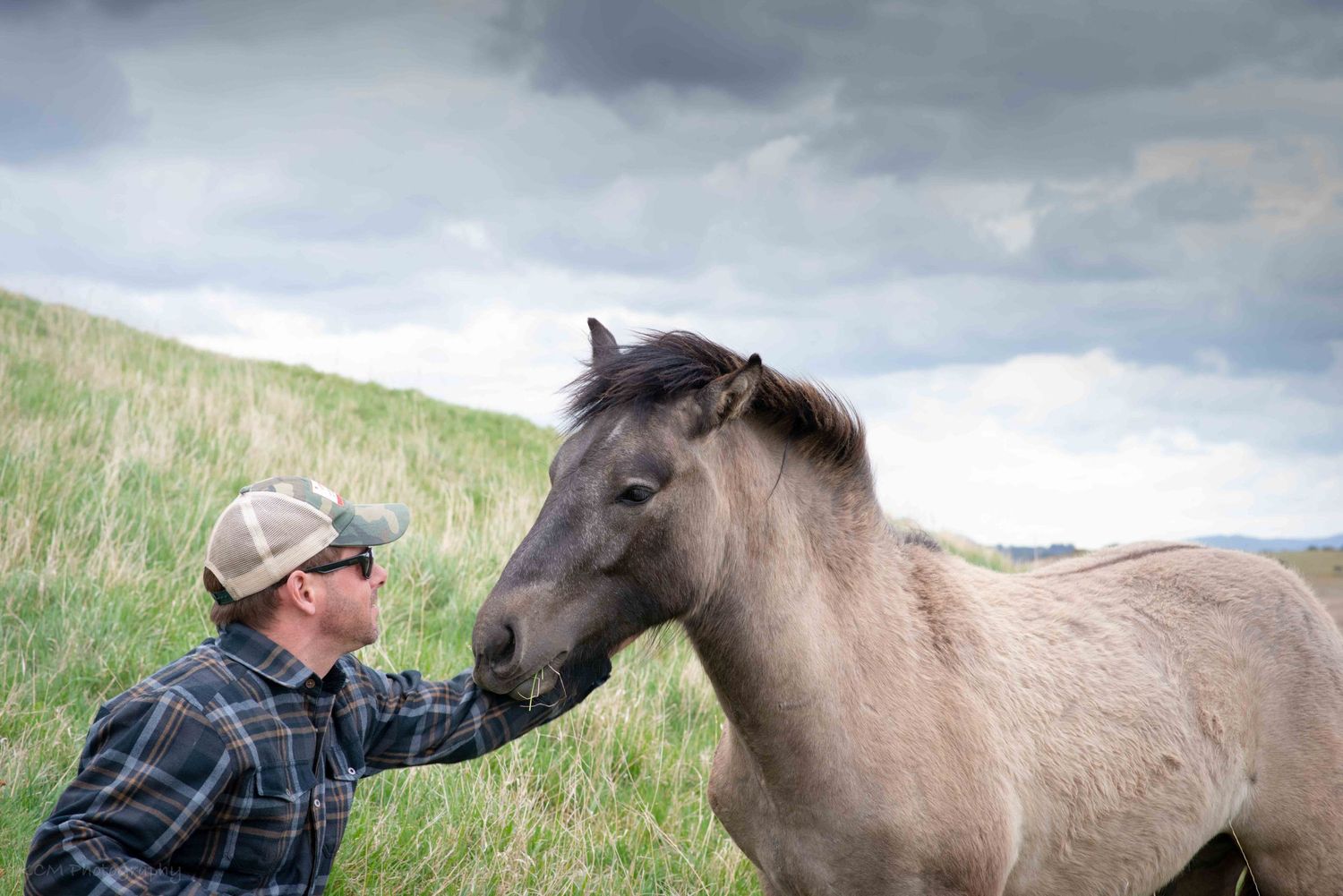 Scotland horse