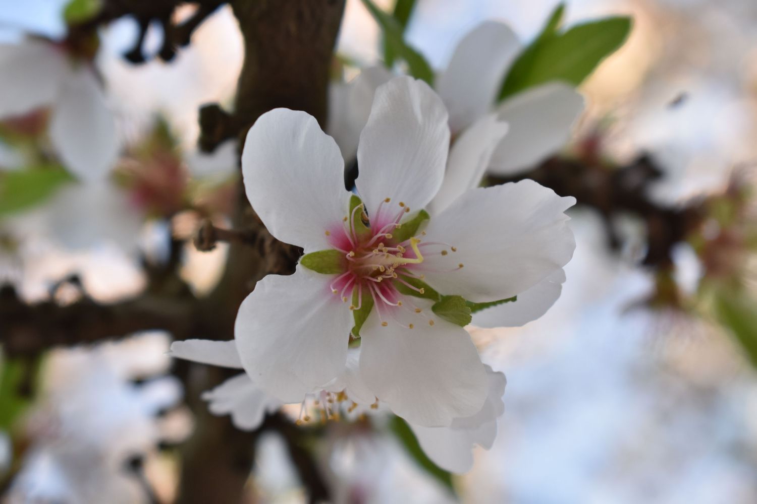 almon flower closeup