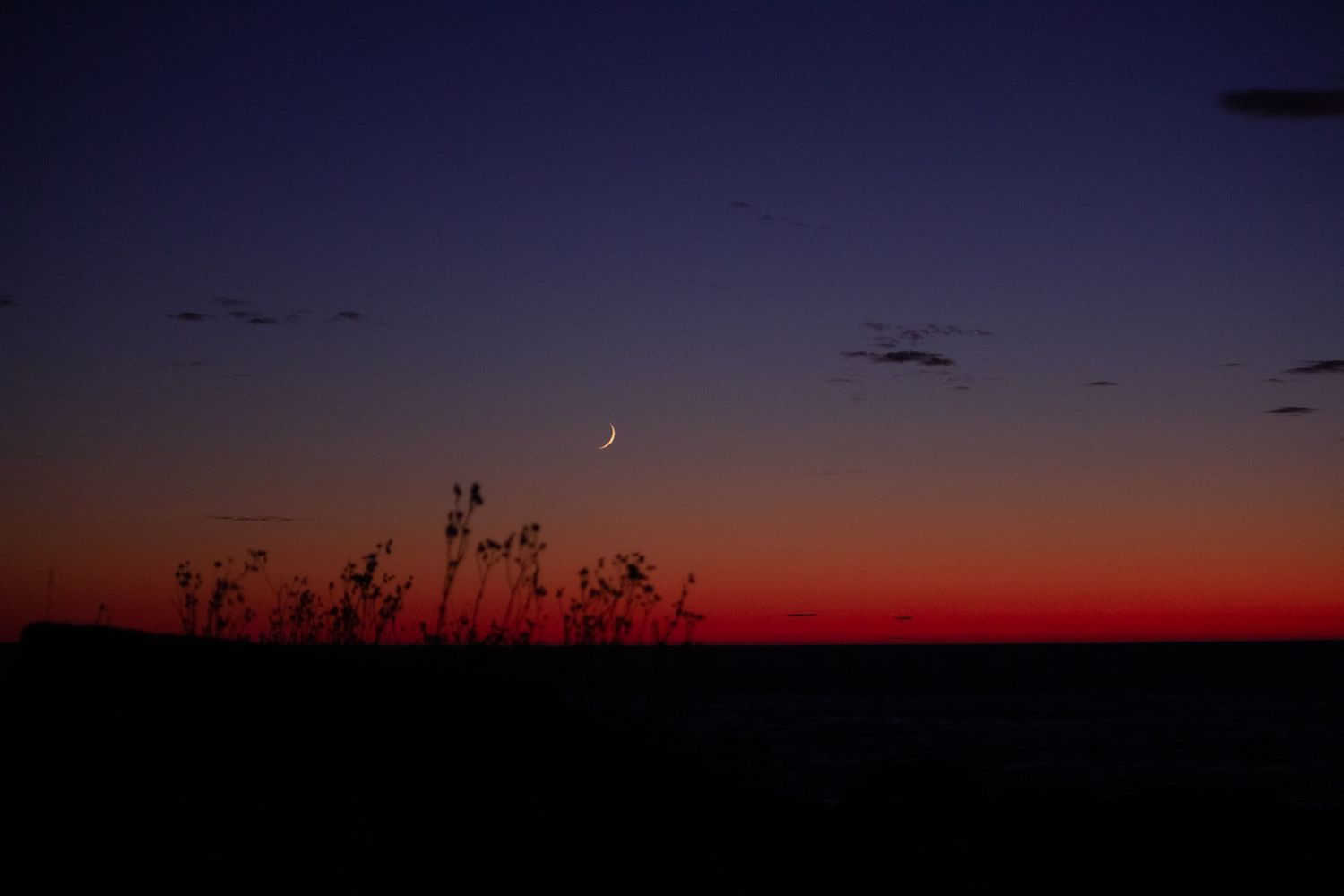 Crescent moon visible in vibrant red and blue twilight sky above silhouetted field plants.