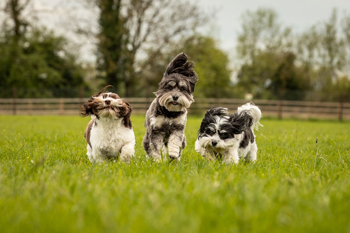 Three happy dogs posing together in a grassy field with wooden fence in background.