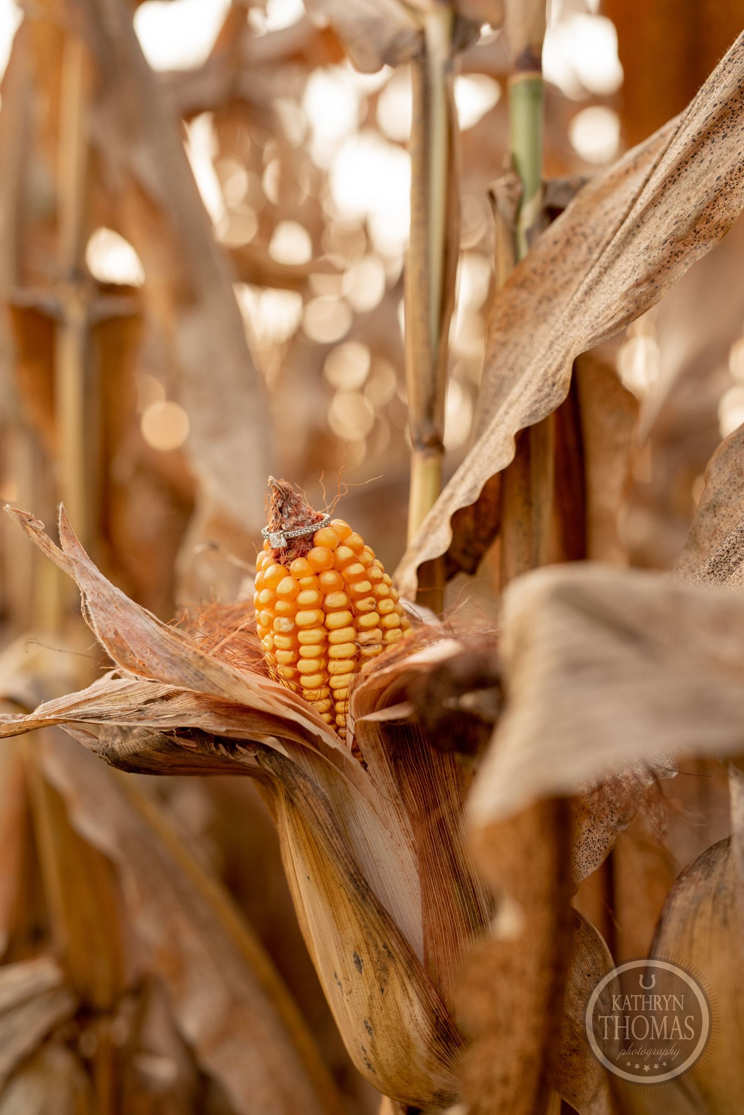 Close-up of a ripe corn ear with dried husks and golden bokeh lighting in the background.