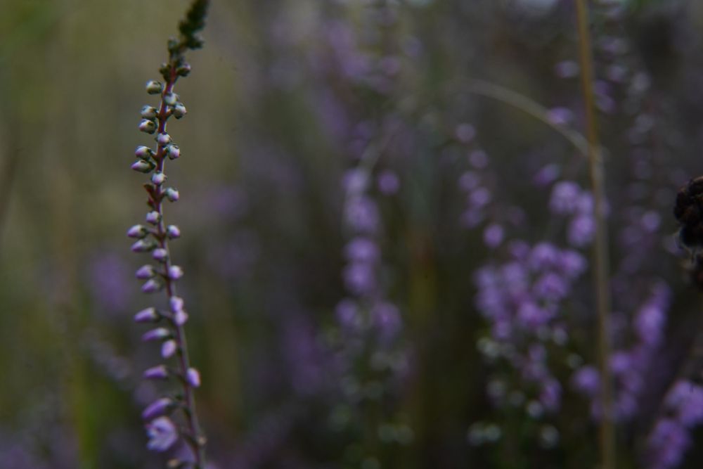 Paarse heide, macrofoto, macro. Vrij werk van Martine Vonk