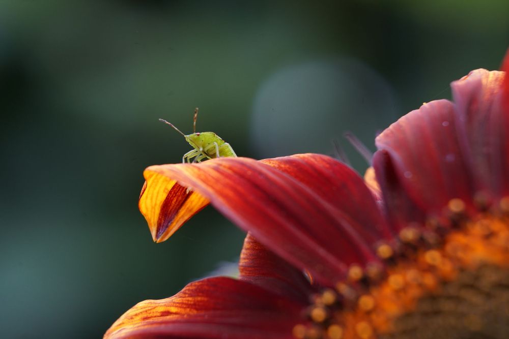 Insect op zonnebloem, natuurfotografie, macrofoto, macro. Vrij werk van Martine Vonk