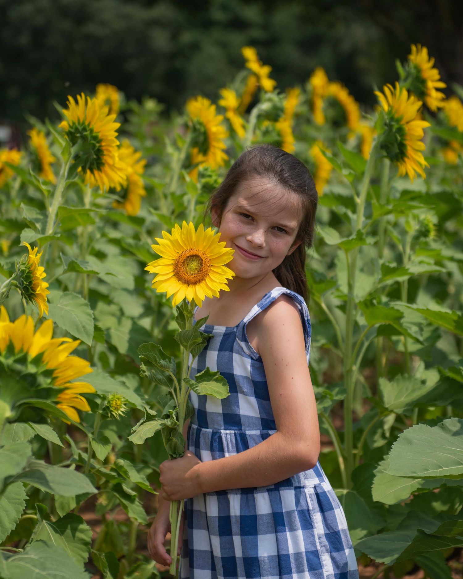 Beautiful field of tall sunflowers growing in full bloom during summer.