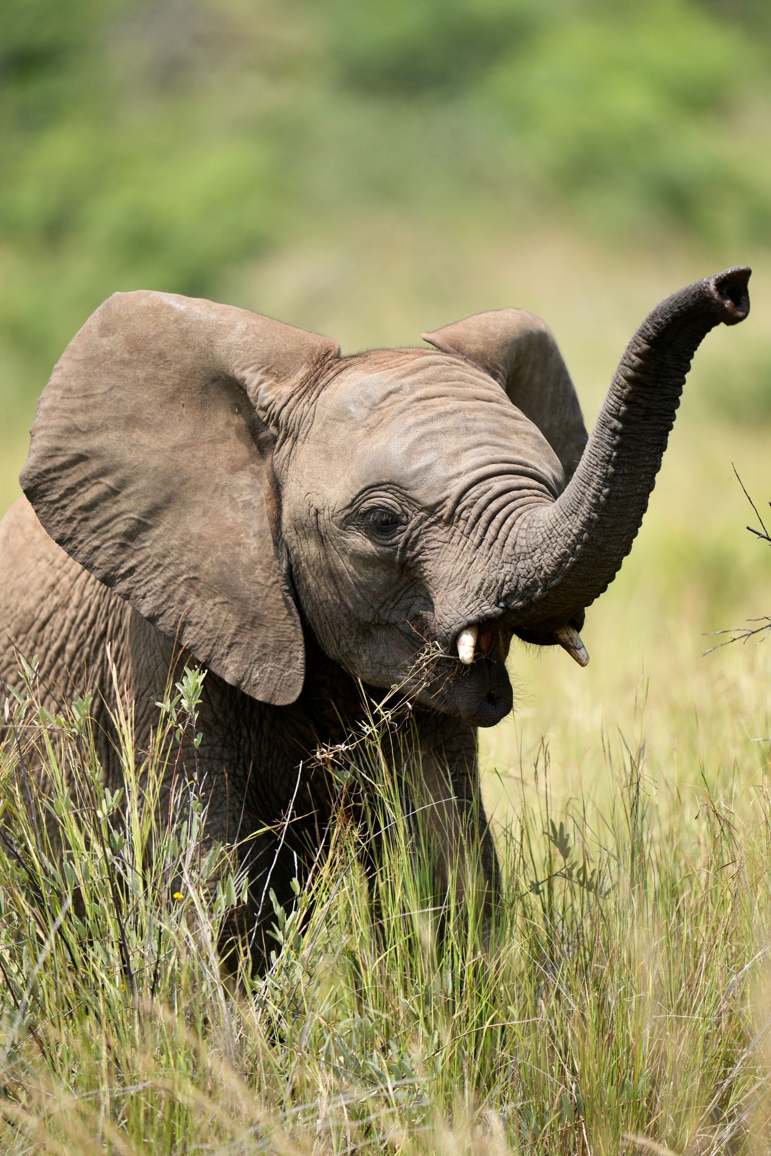 An elephant extends its trunk through tall grass in a series of progressive shots.