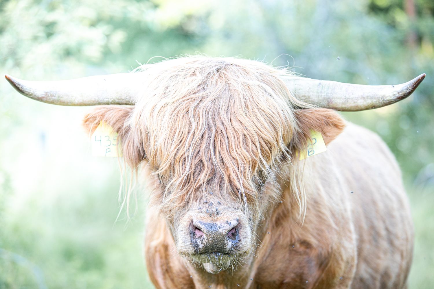 highland cattle