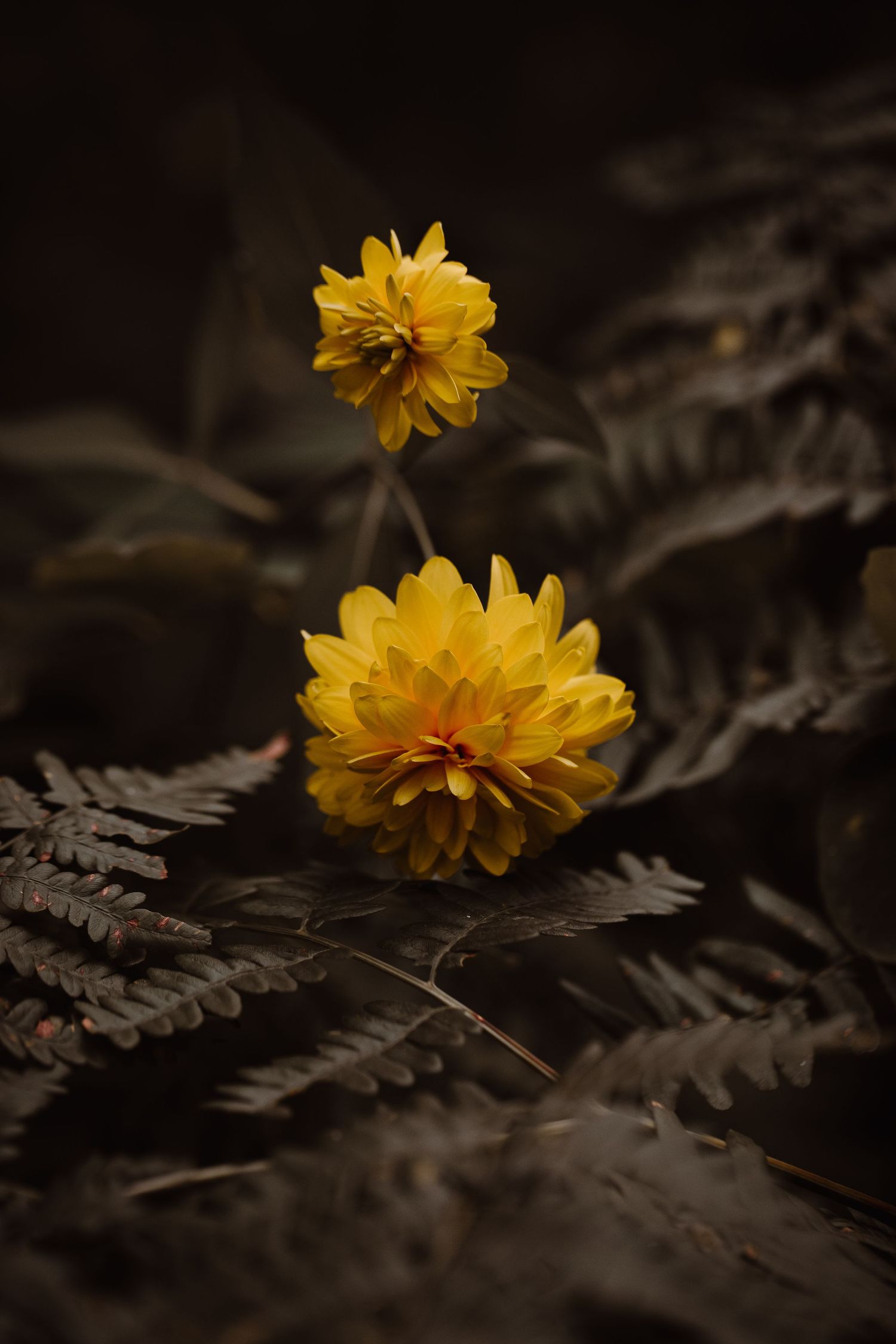 Yellow coneflower lightly touching a fern bush covering the edge of trail in Northern Minnesota
