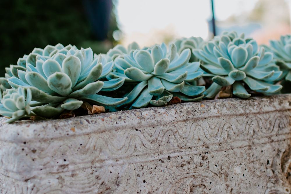 Blue-green succulent plants arranged in a decorative stone planter with carved details.