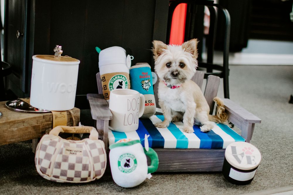 Small white dog sitting on striped cushion surrounded by Starbucks merchandise and accessories.