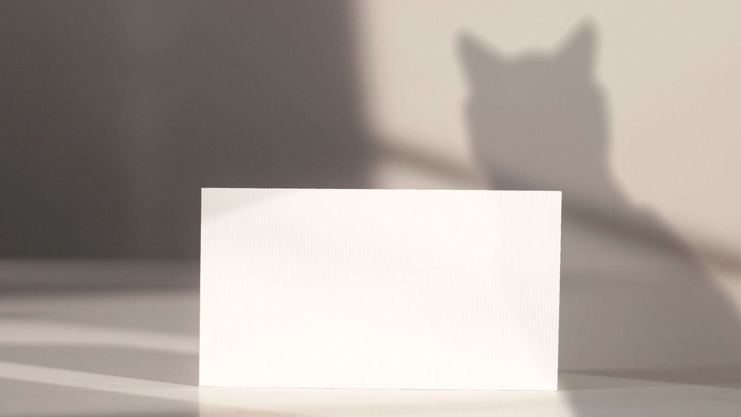 Een schaduw van een poes tijdens een huisdier fotoshoot