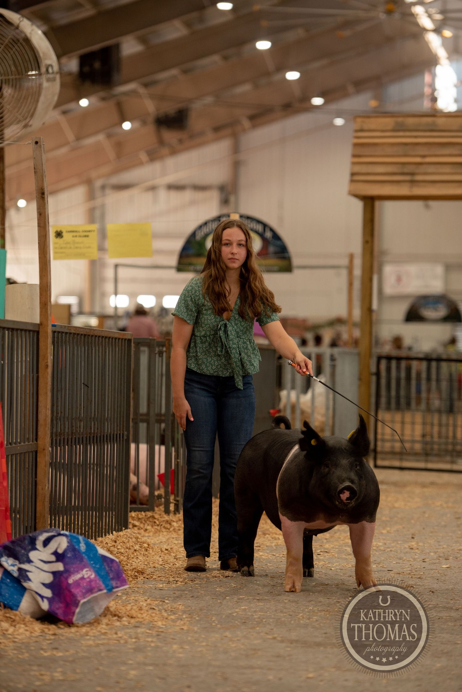 Working with a black show pig in an indoor agricultural exhibition space.