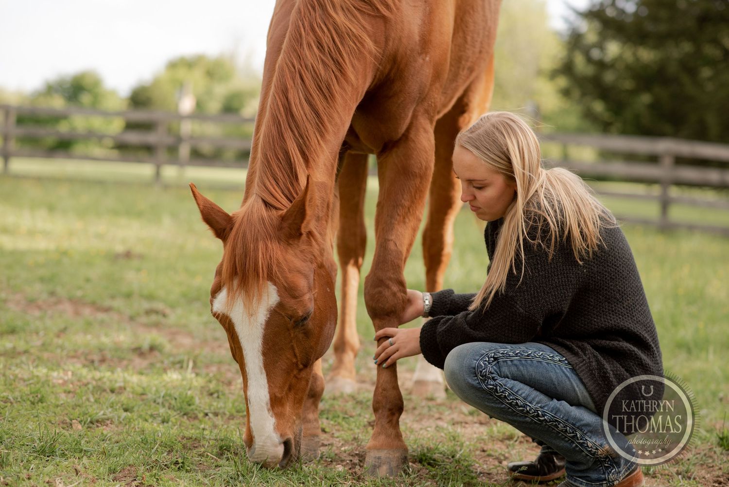 A chestnut horse grazes while someone crouches beside it in a fenced pasture.