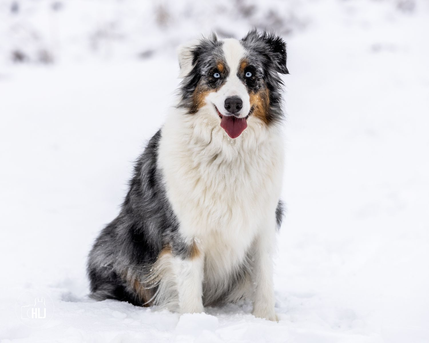Australian Shepherd sitting in snow with happy expression and tongue out.