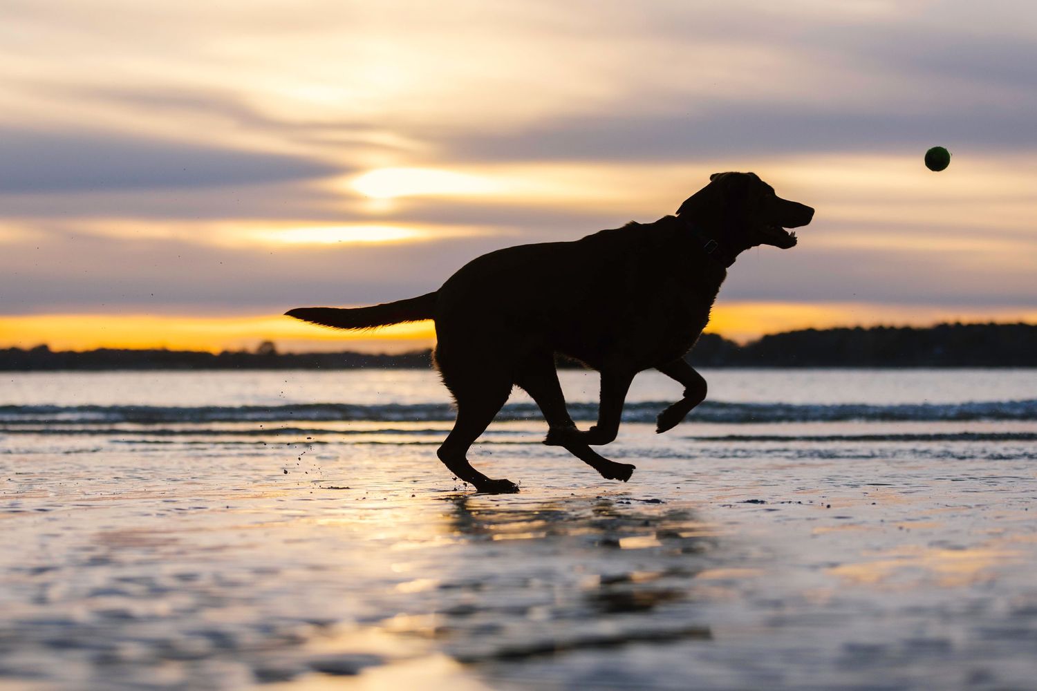 beach dog