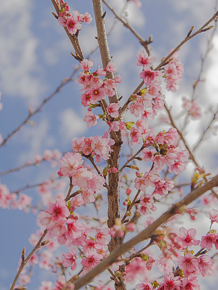 Cherry blossom branches reaching toward the sky in gentle daylight.