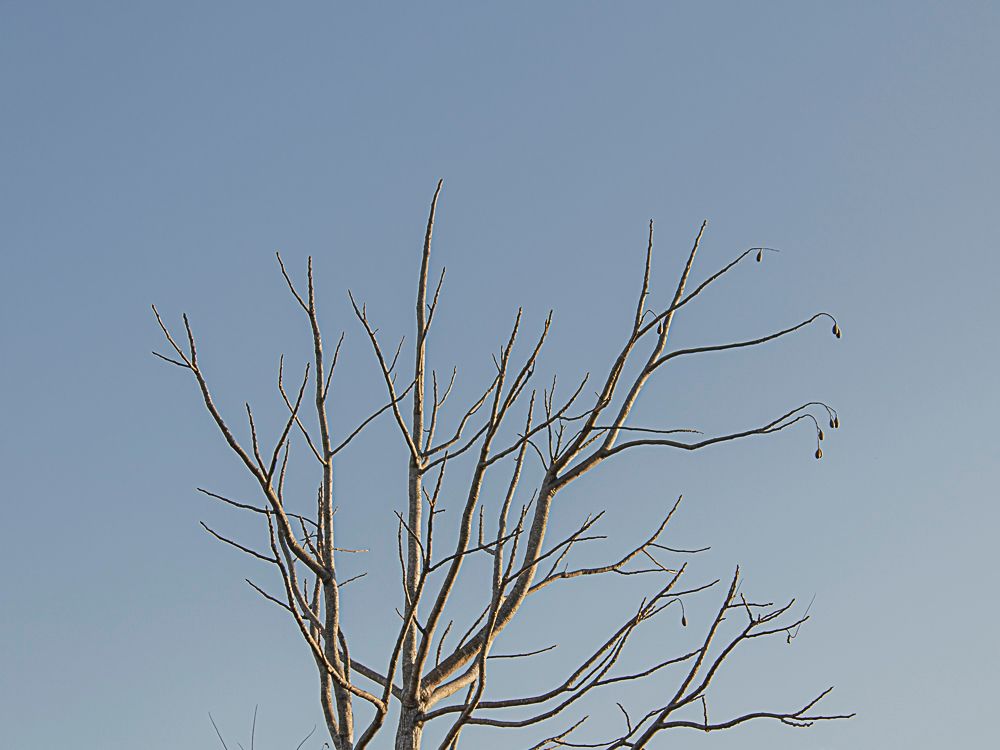 Bare tree branches silhouetted against soft blue sky.