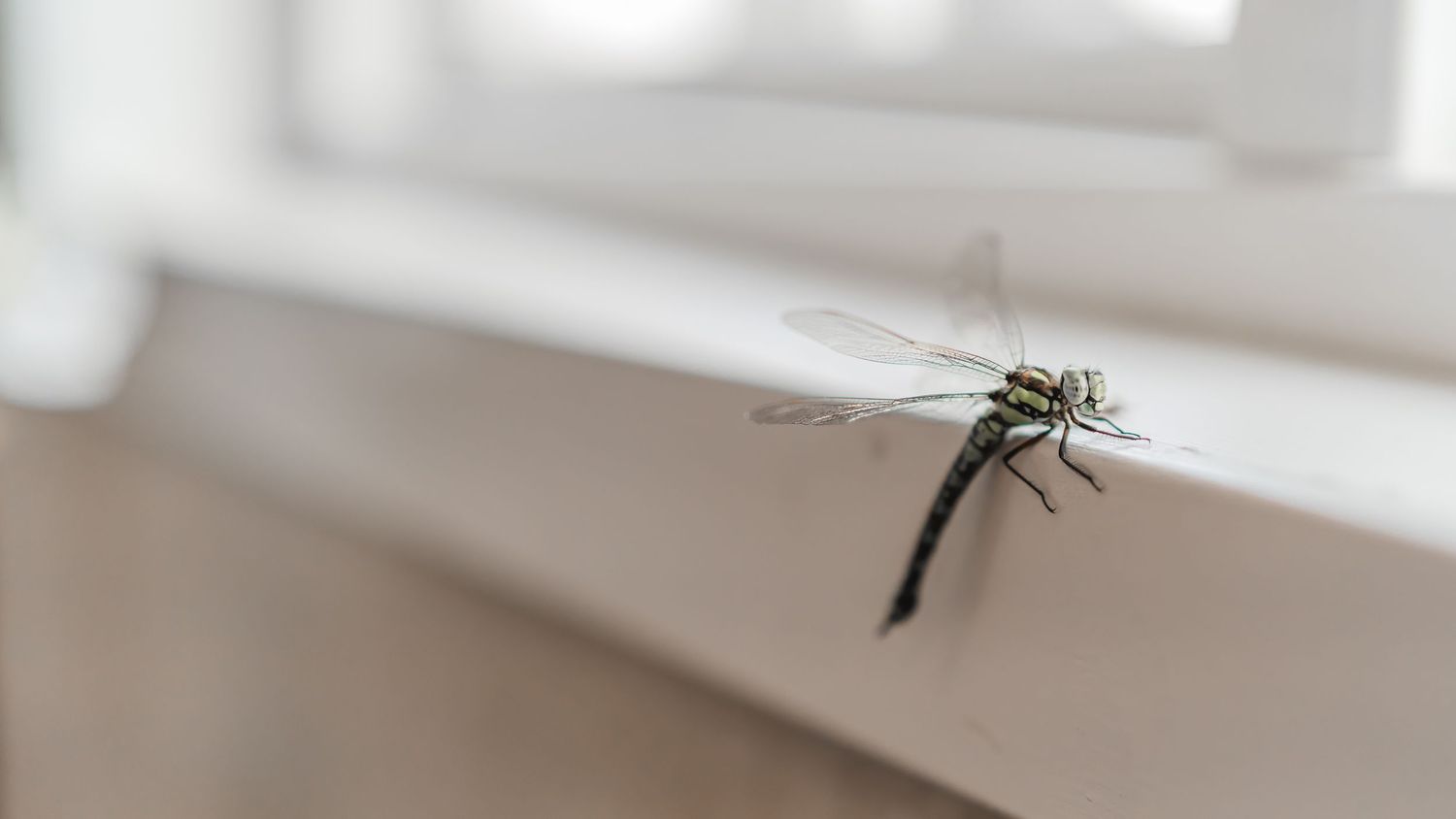 Close-up of a dragonfly perched on a white windowsill with blurred background in natural light.