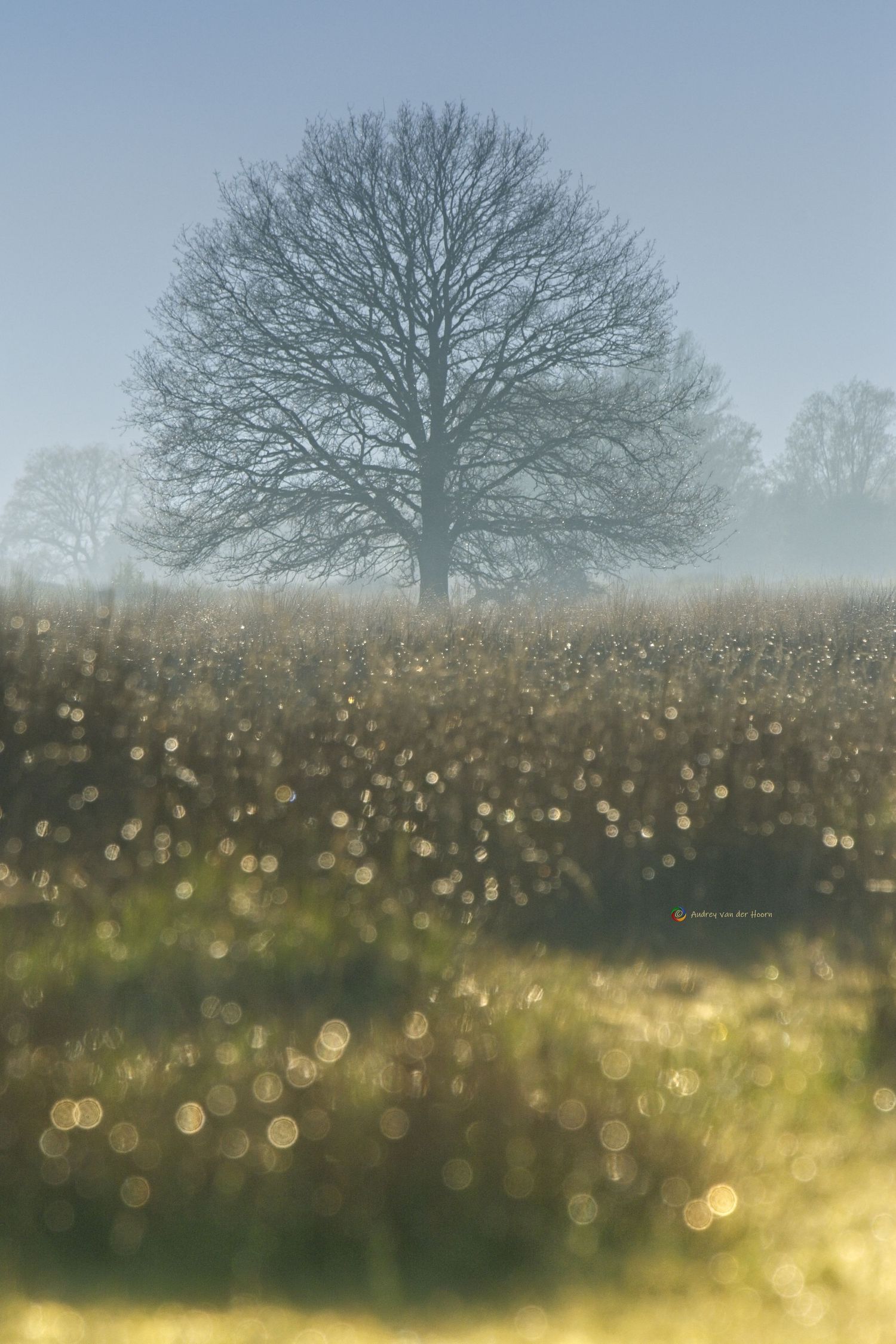 Bargerveen Cadeaubon, Tree of Life, Bokeh Tree, AudFocus Photography, Audrey van der Hoorn