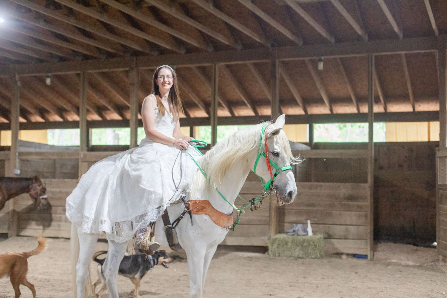 A white horse with decorative tack stands in a wooden barn stable.