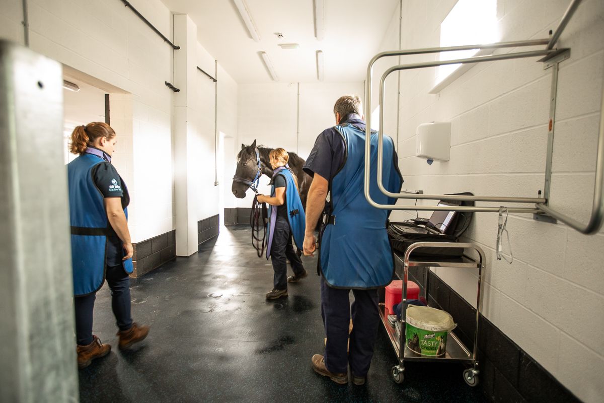 Veterinary team examining horse in clinical setting with blue medical scrubs.