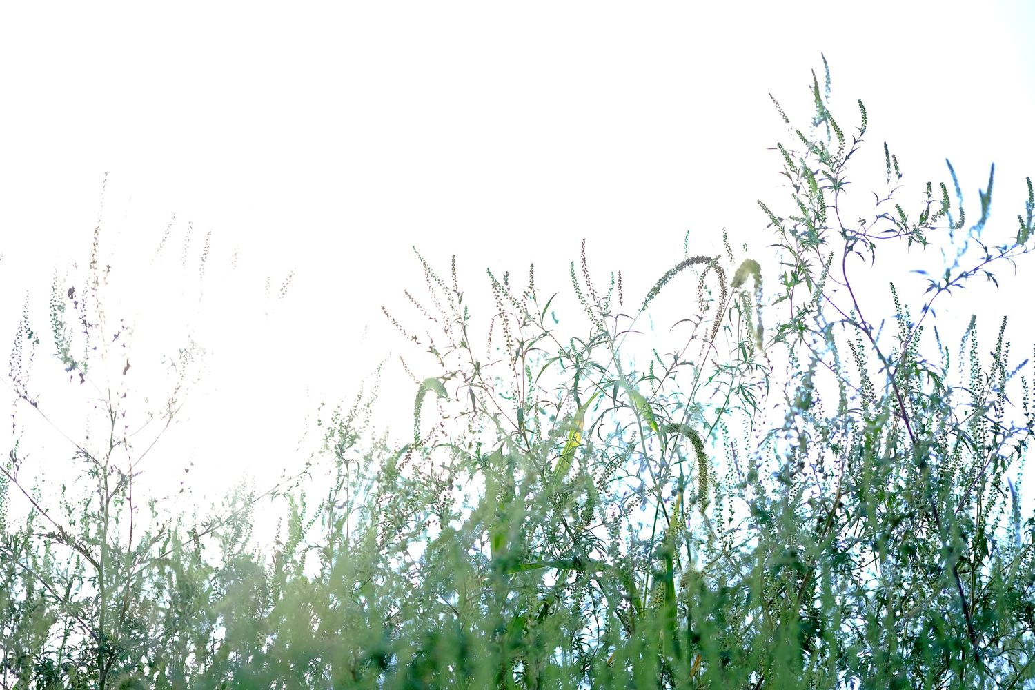 Plants against a white sky