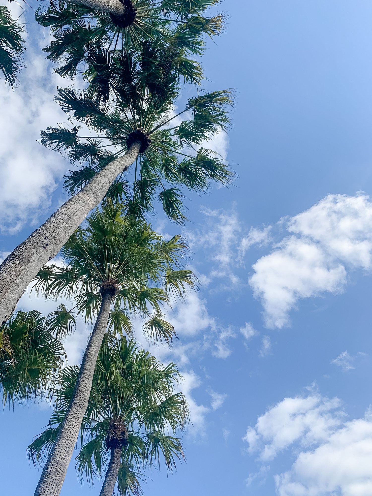 Tall palm trees reach toward a bright blue sky with white fluffy clouds.