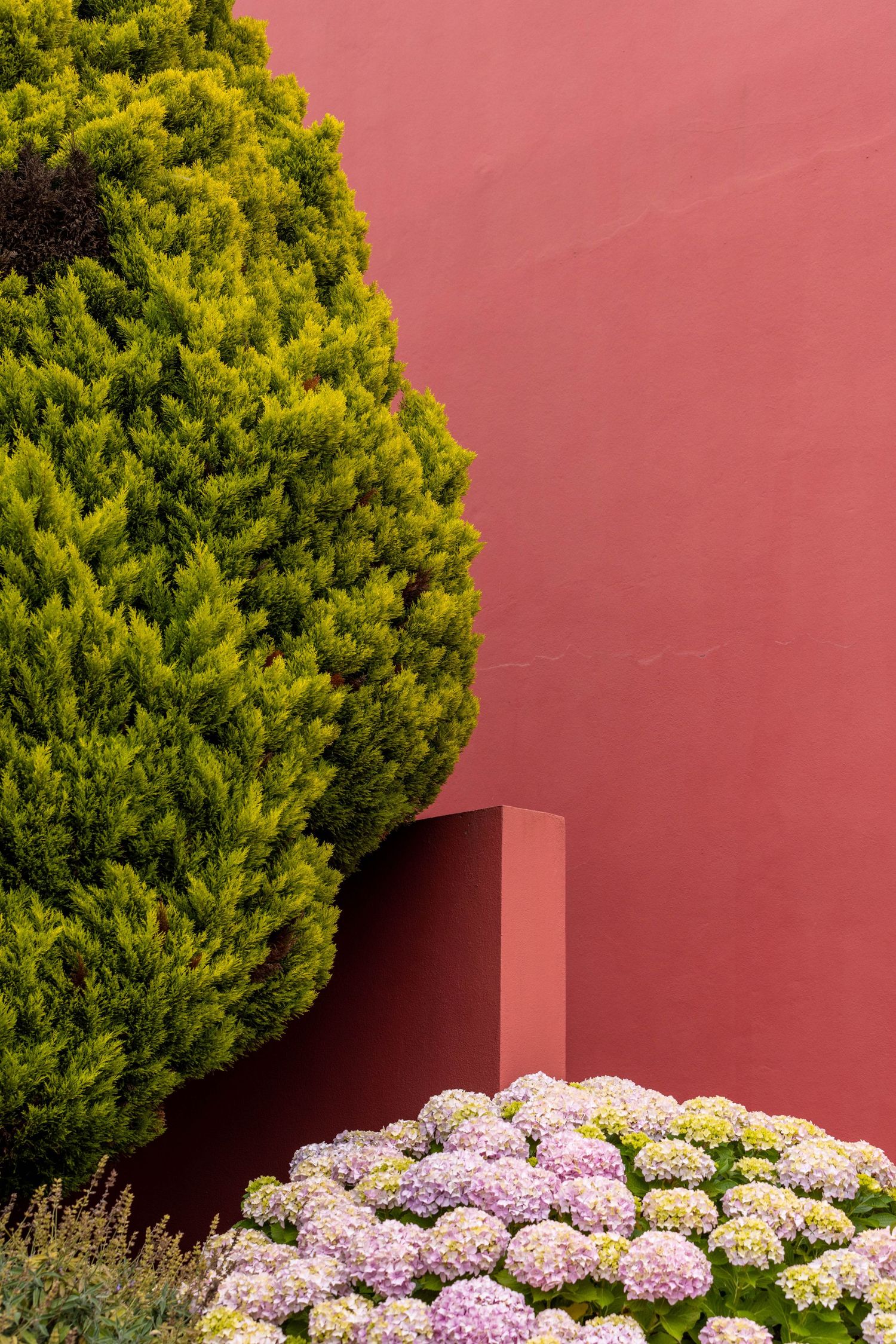 Vibrant green shrub against coral pink wall with pink hydrangeas blooming below.