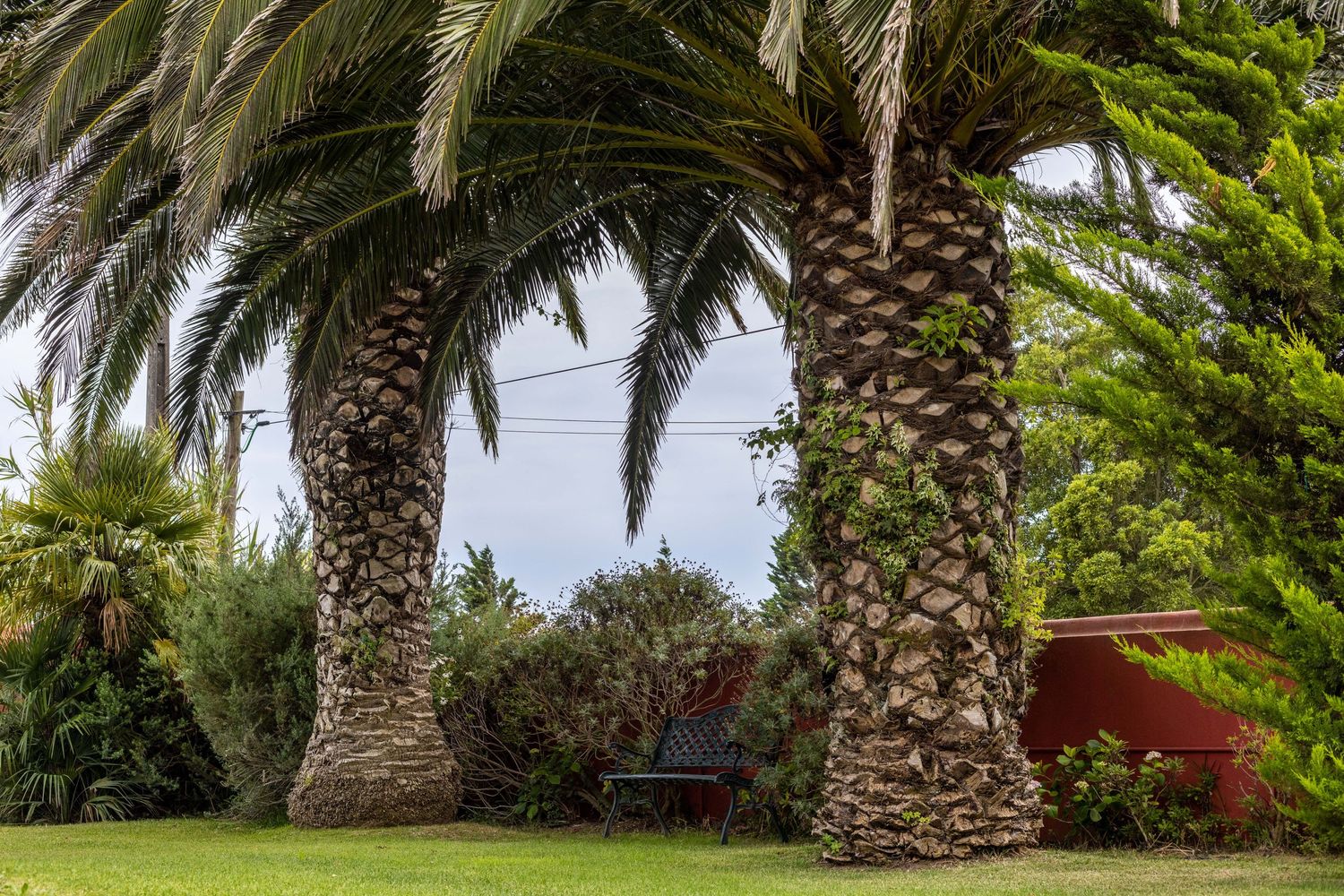 Two tall palm trees growing in a lush garden with red wall in background.