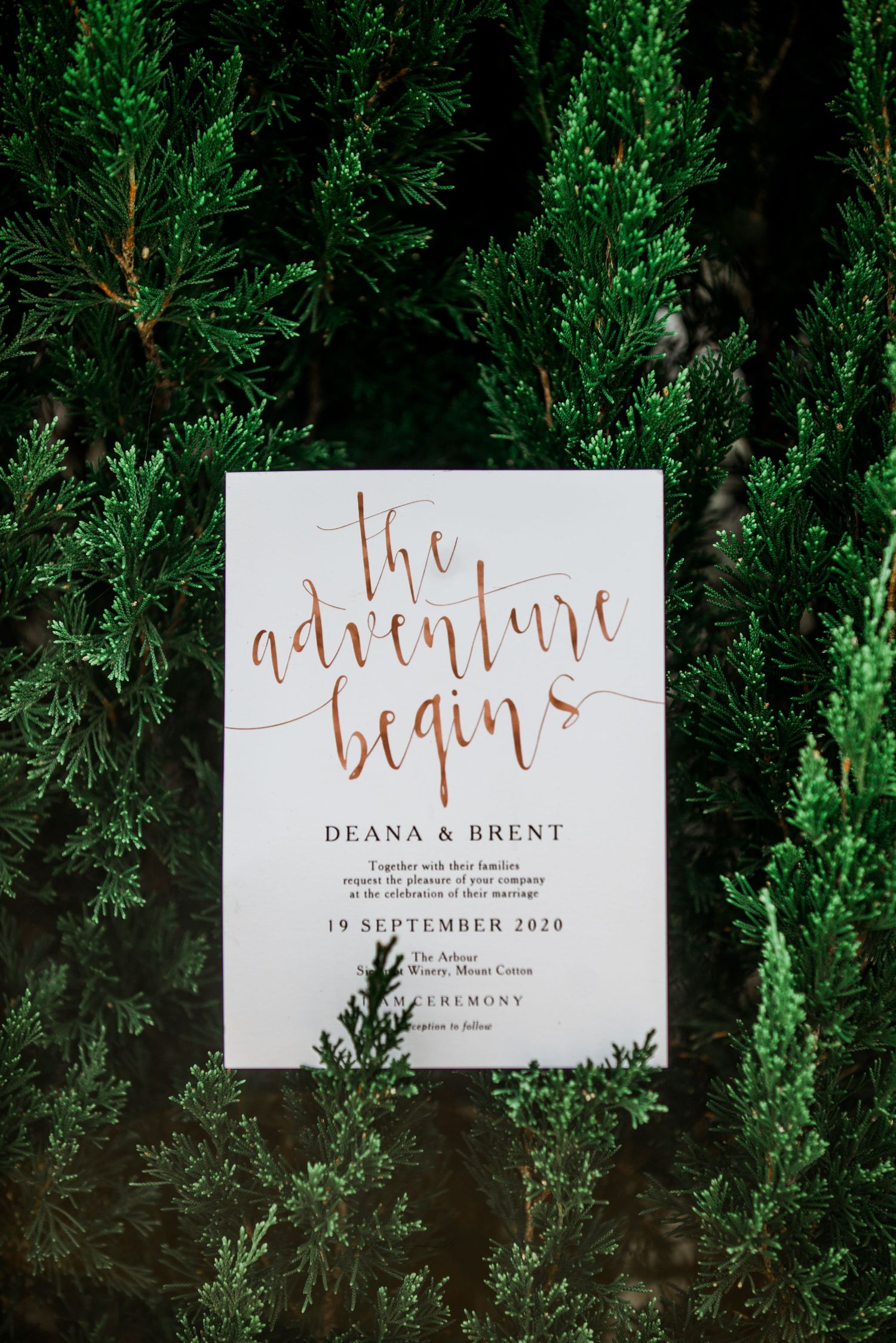 Wedding invitation with calligraphy text 'The adventure begins' displayed against green cypress branches.