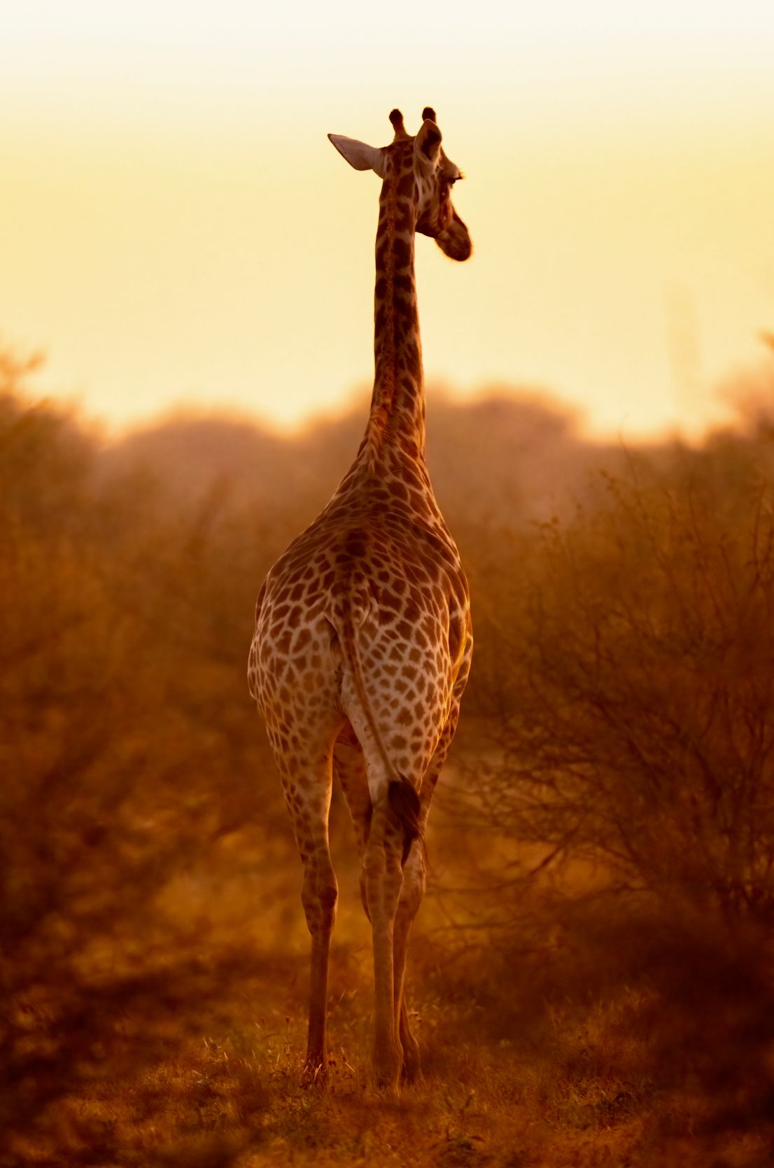 A giraffe silhouetted against a golden sunset sky in African savanna.