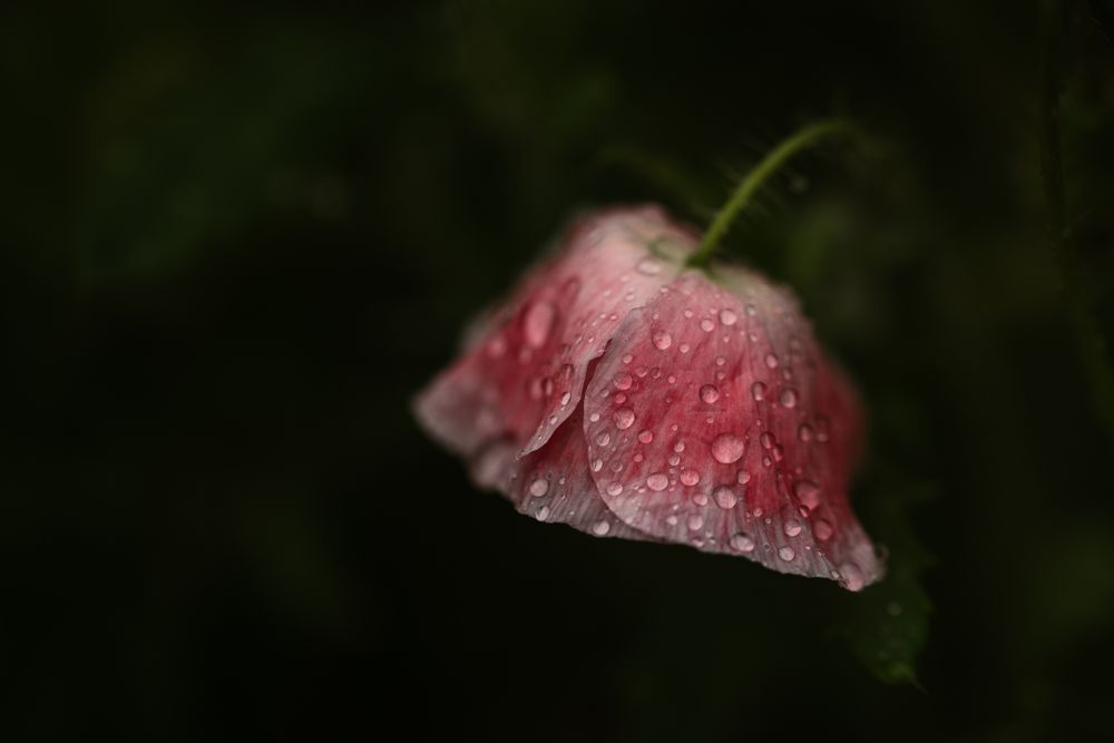 Poppy in the rain