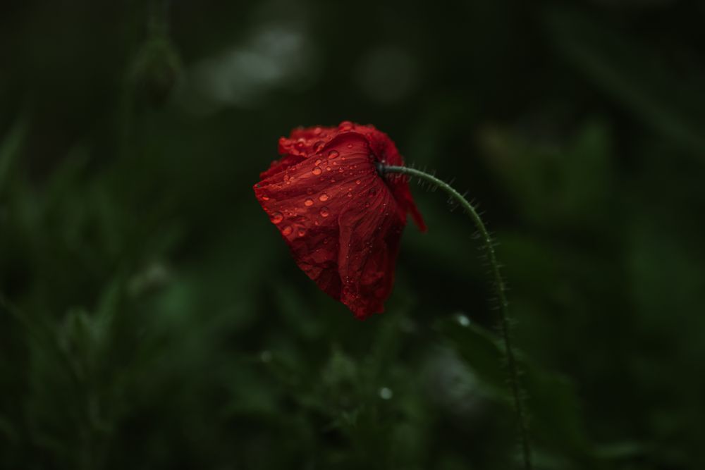 Poppy in the rain. Photography print