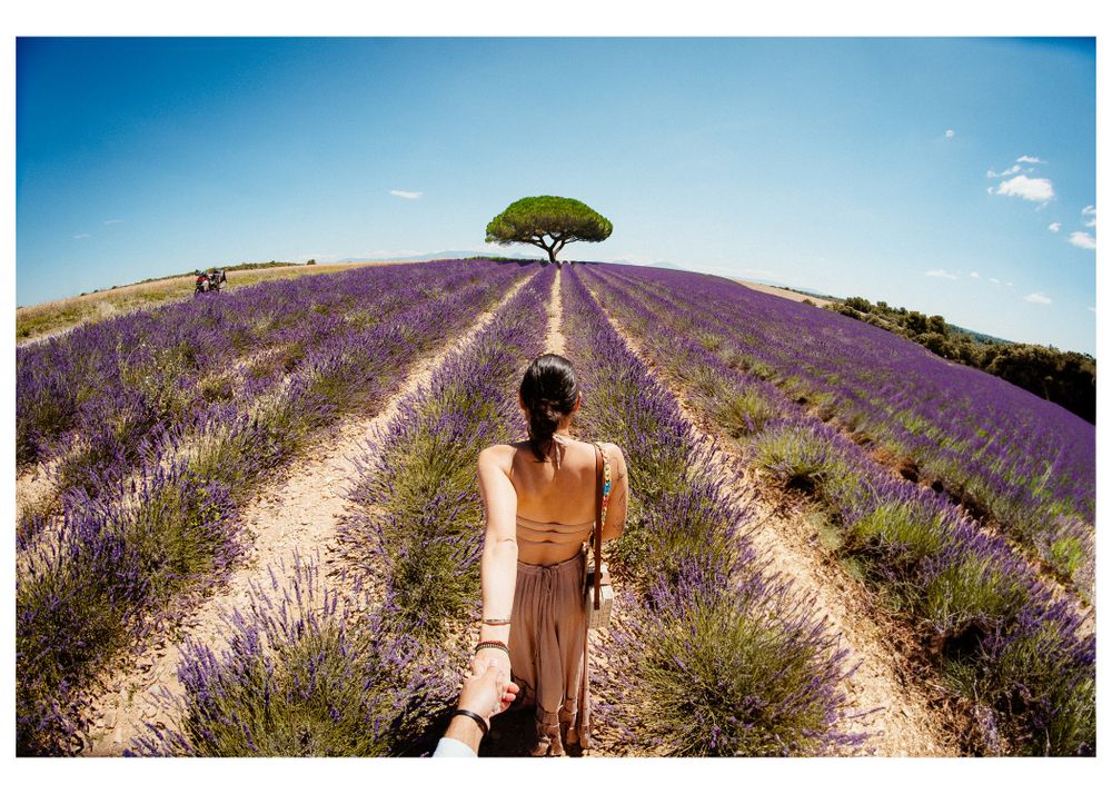 A scenic view of purple lavender fields with a lone tree on the horizon under blue skies.