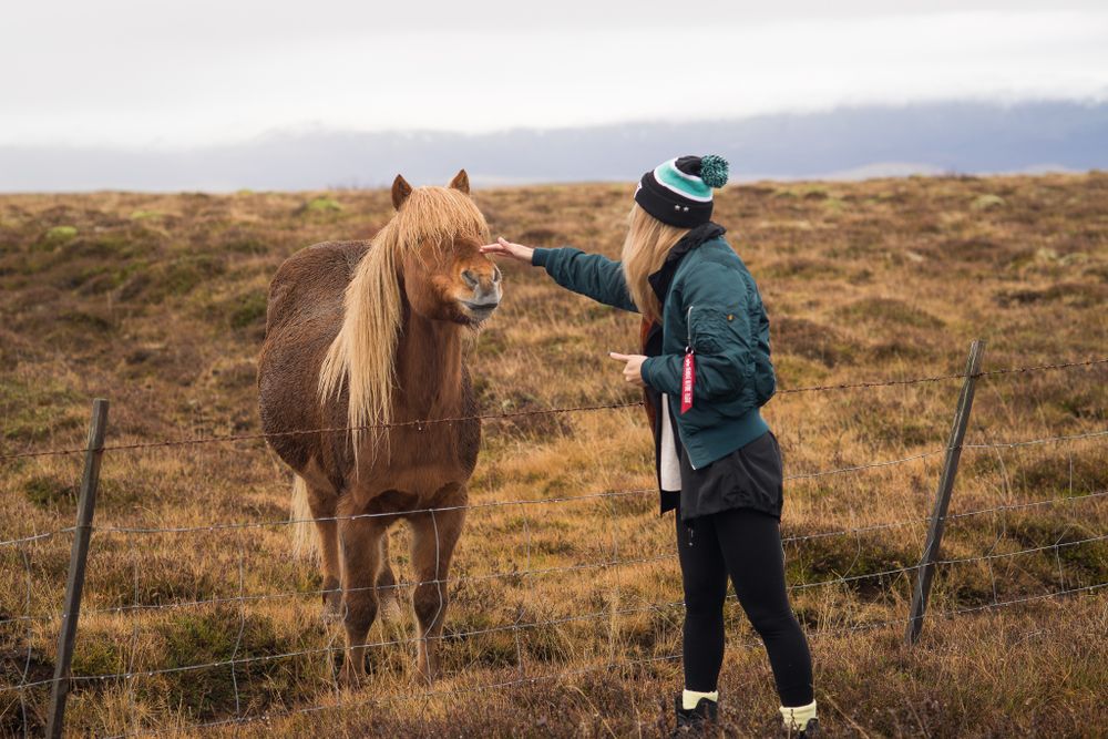 Scenic countryside landscape with ponies grazing on rolling hills.