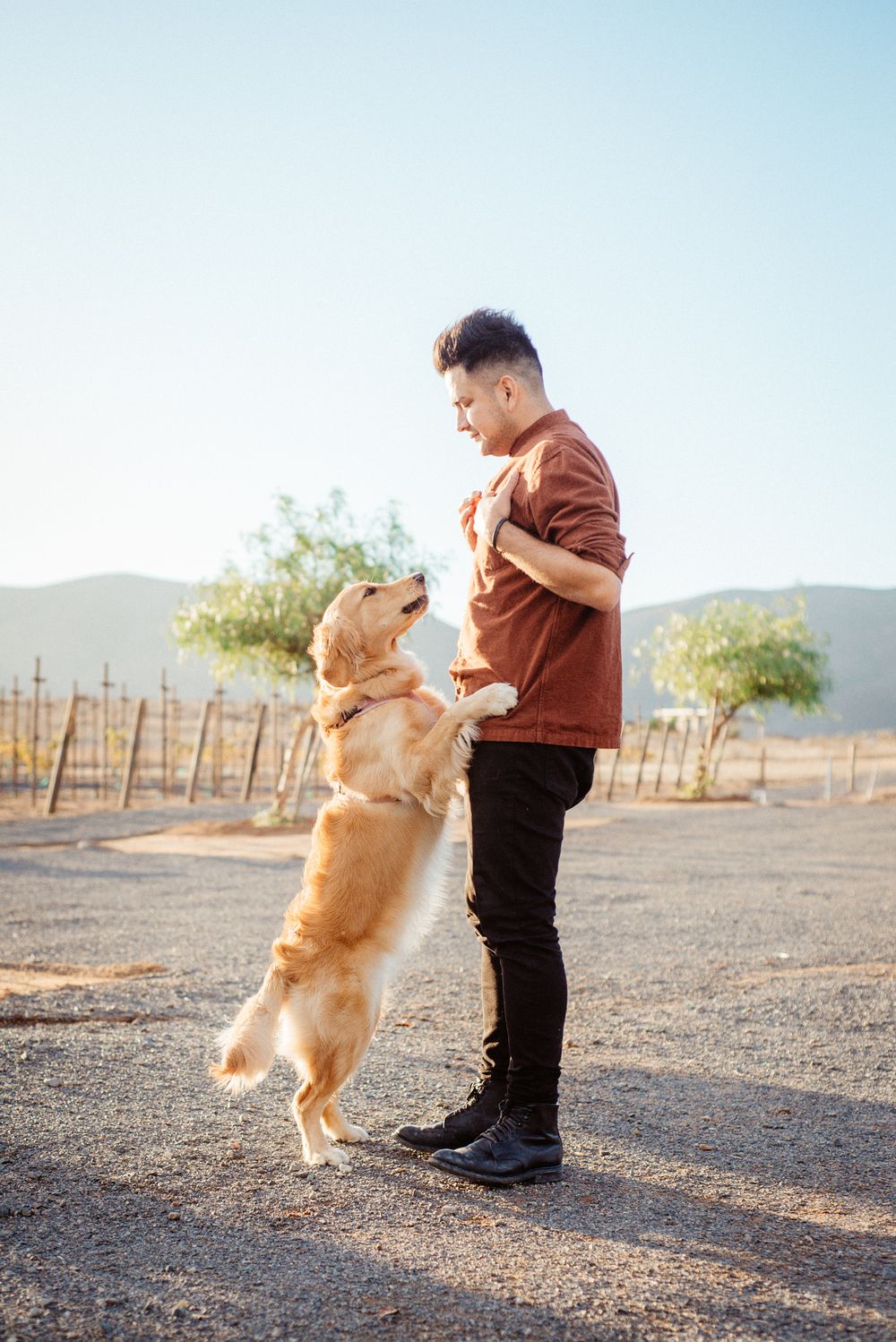 Playful golden retriever jumping and interacting with owner in a desert setting.