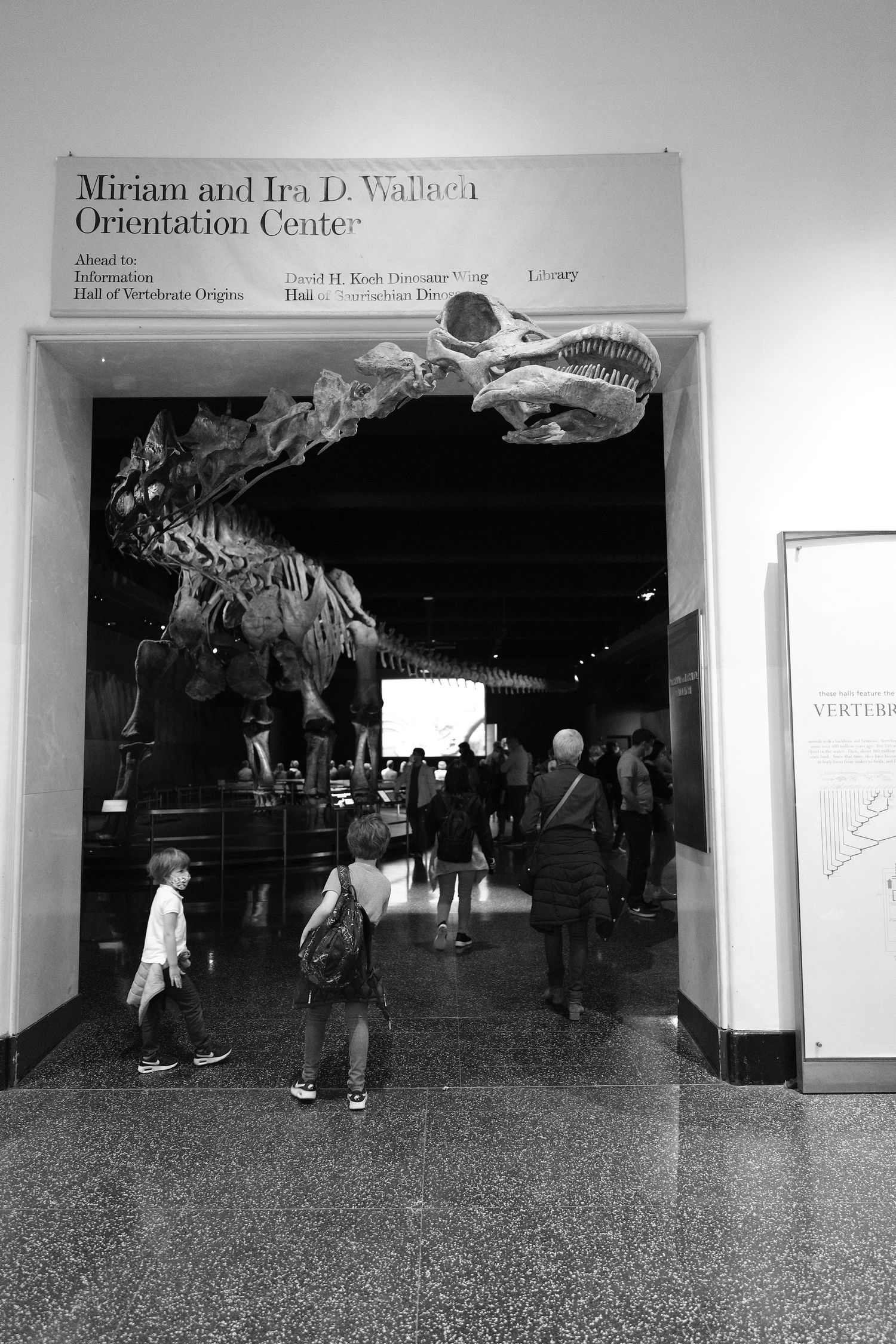 Black and white photo of a dinosaur skeleton display at a natural history museum entrance.
