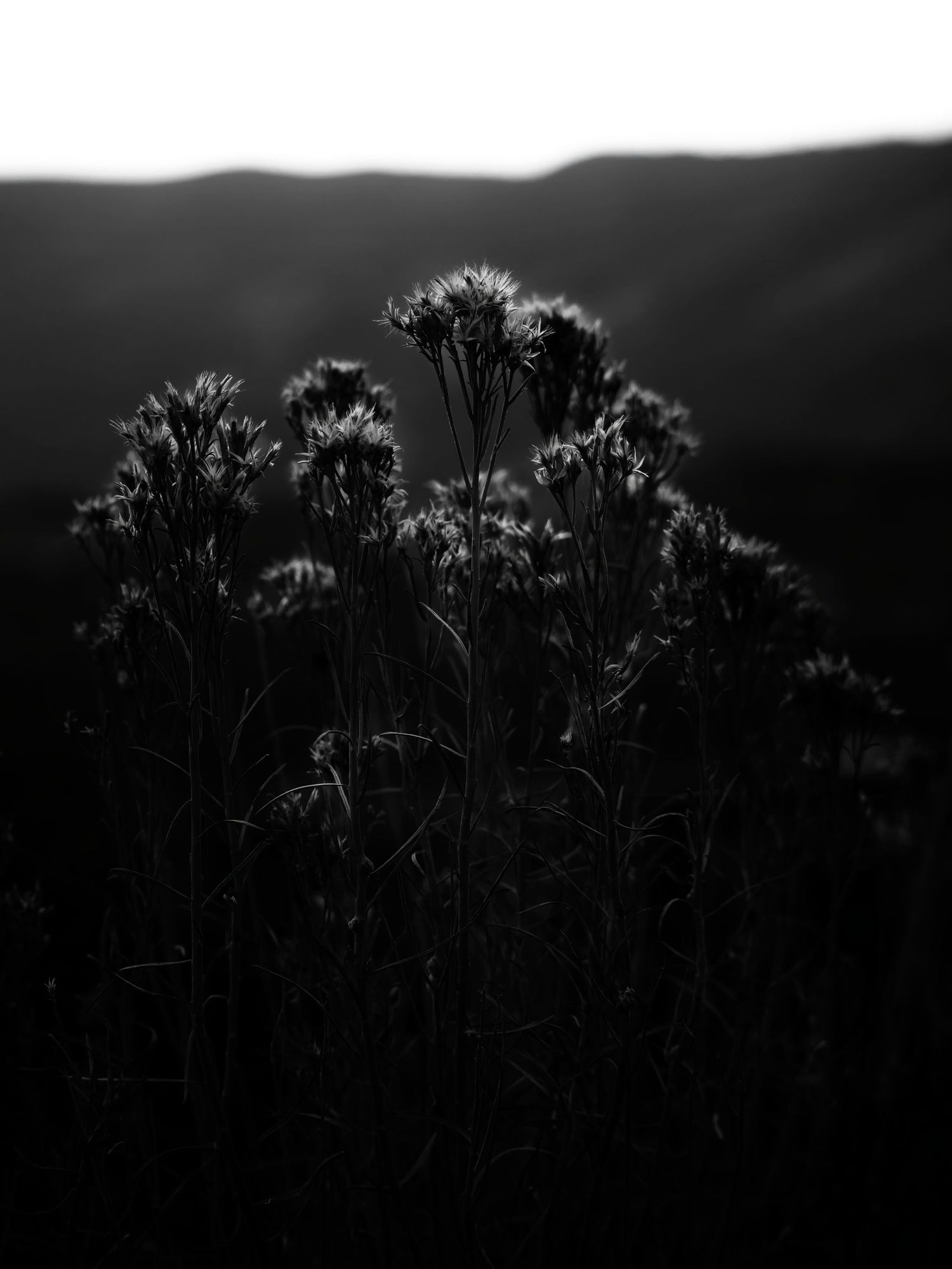 black and white picture with deep shadows and a touch of light on the tops of the flowering plant