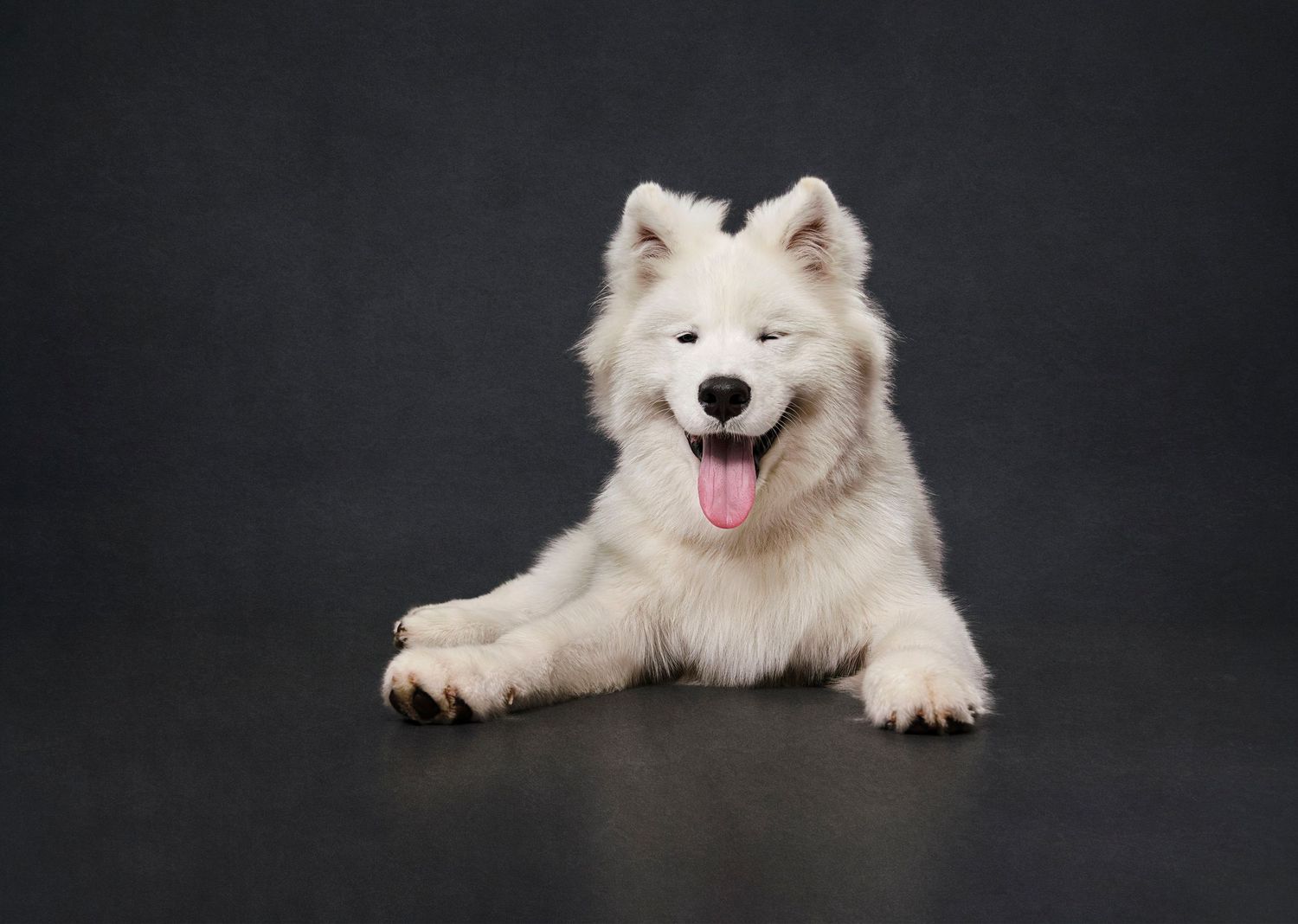 Professional pet photography