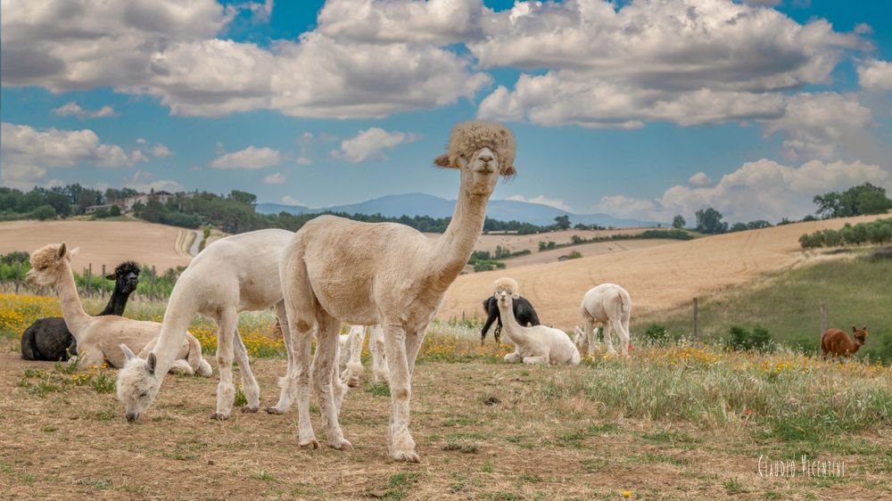 Alpaca Maremma Countryside Landscapes (Tuscany) Claudio Vicentini Photographer