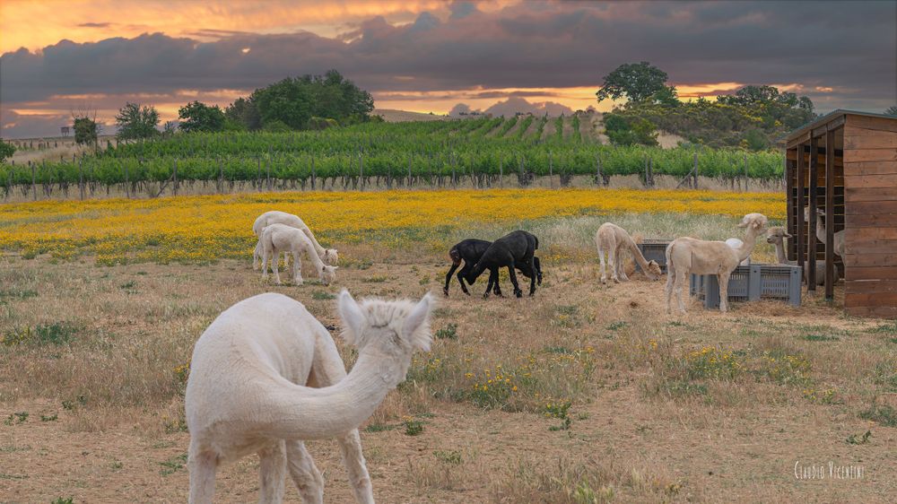 Alpaca Maremma Countryside Landscapes (Tuscany) Claudio Vicentini Photographer