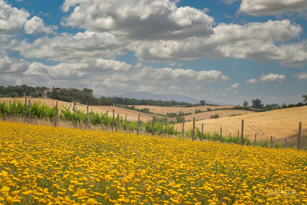 Maremma Countryside Landscapes (Tuscany) Claudio Vicentini Photographer