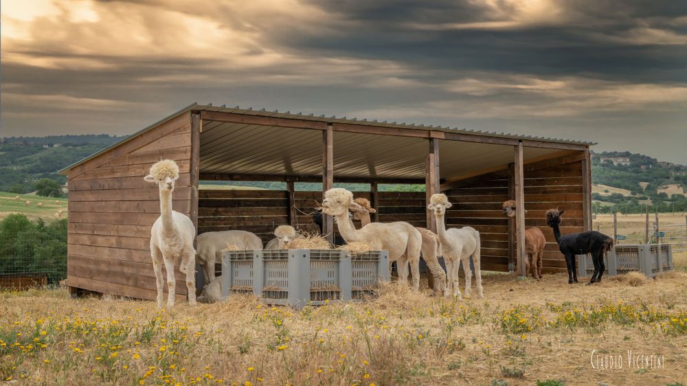 Alpaca Maremma Countryside Landscapes (Tuscany) Claudio Vicentini Photographer