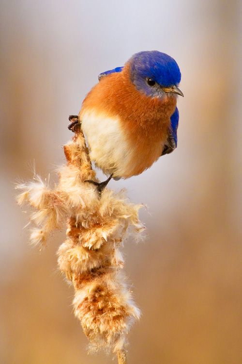 Bluebird on cattail in Huntley Meadows, Virginia