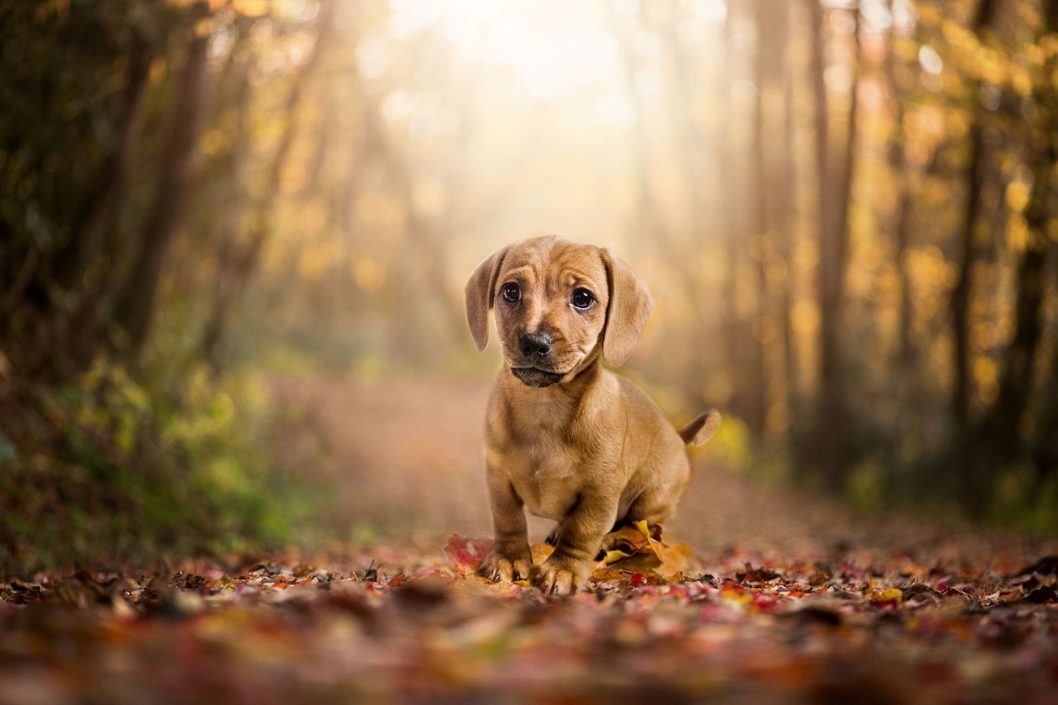 Adorable dachshund puppy sitting on a leaf-covered forest path in warm autumn sunlight.