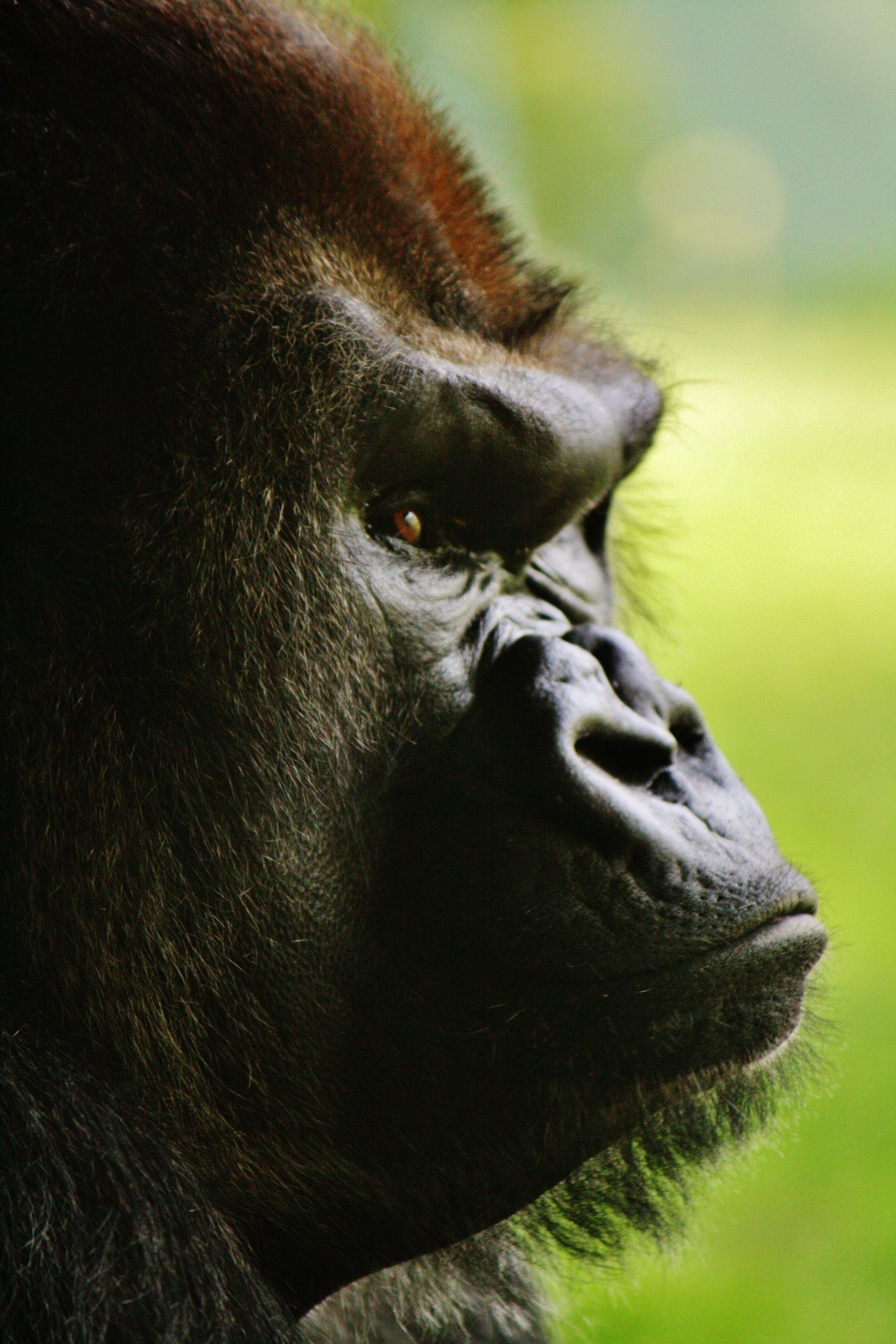 Profile view of a gorilla's face against blurred green natural background.